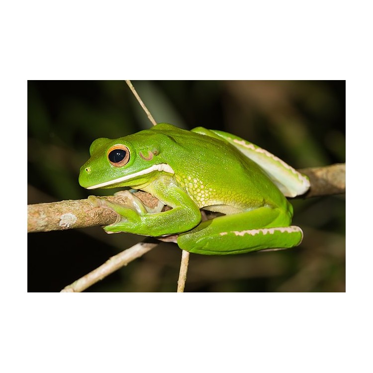 Litoria infrafrenata Australian Giant Treefrog - imagine 4